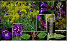 Page suivante (n)